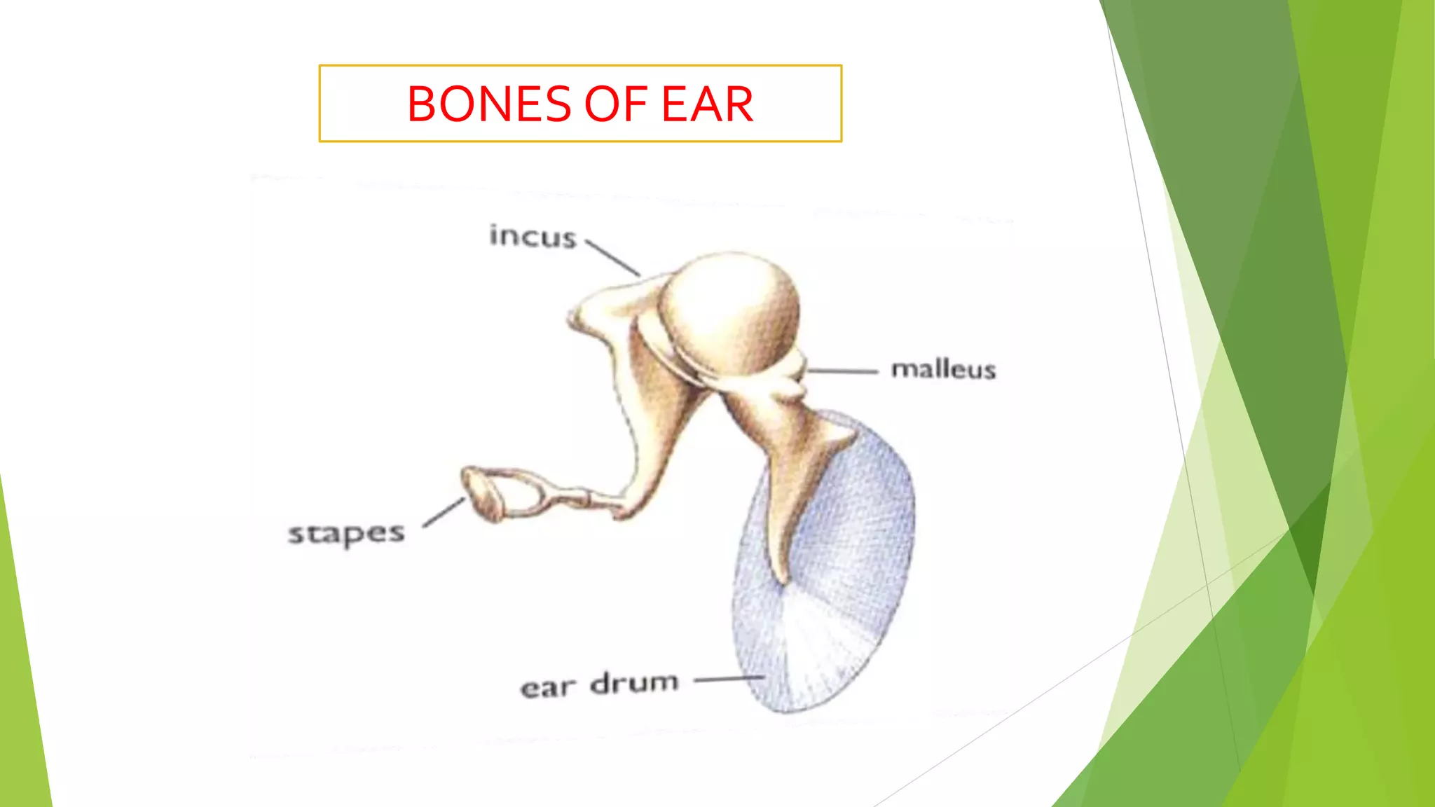 BONES OF EAR
 