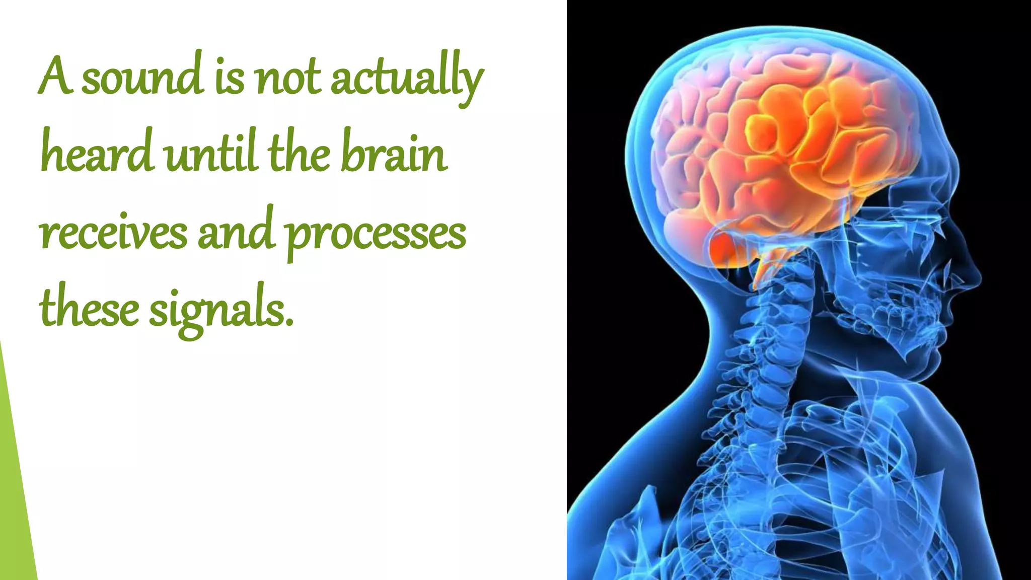A sound is not actually
heard until the brain
receives and processes
these signals.
 