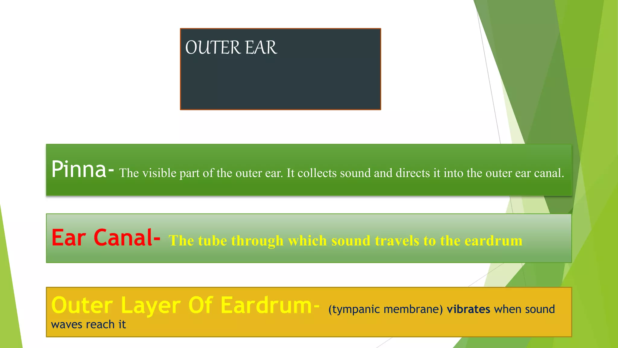 OUTER EAR
Pinna-The visible part of the outer ear. It collects sound and directs it into the outer ear canal.
Ear Canal- The tube through which sound travels to the eardrum
Outer Layer Of Eardrum- (tympanic membrane) vibrates when sound
waves reach it
 