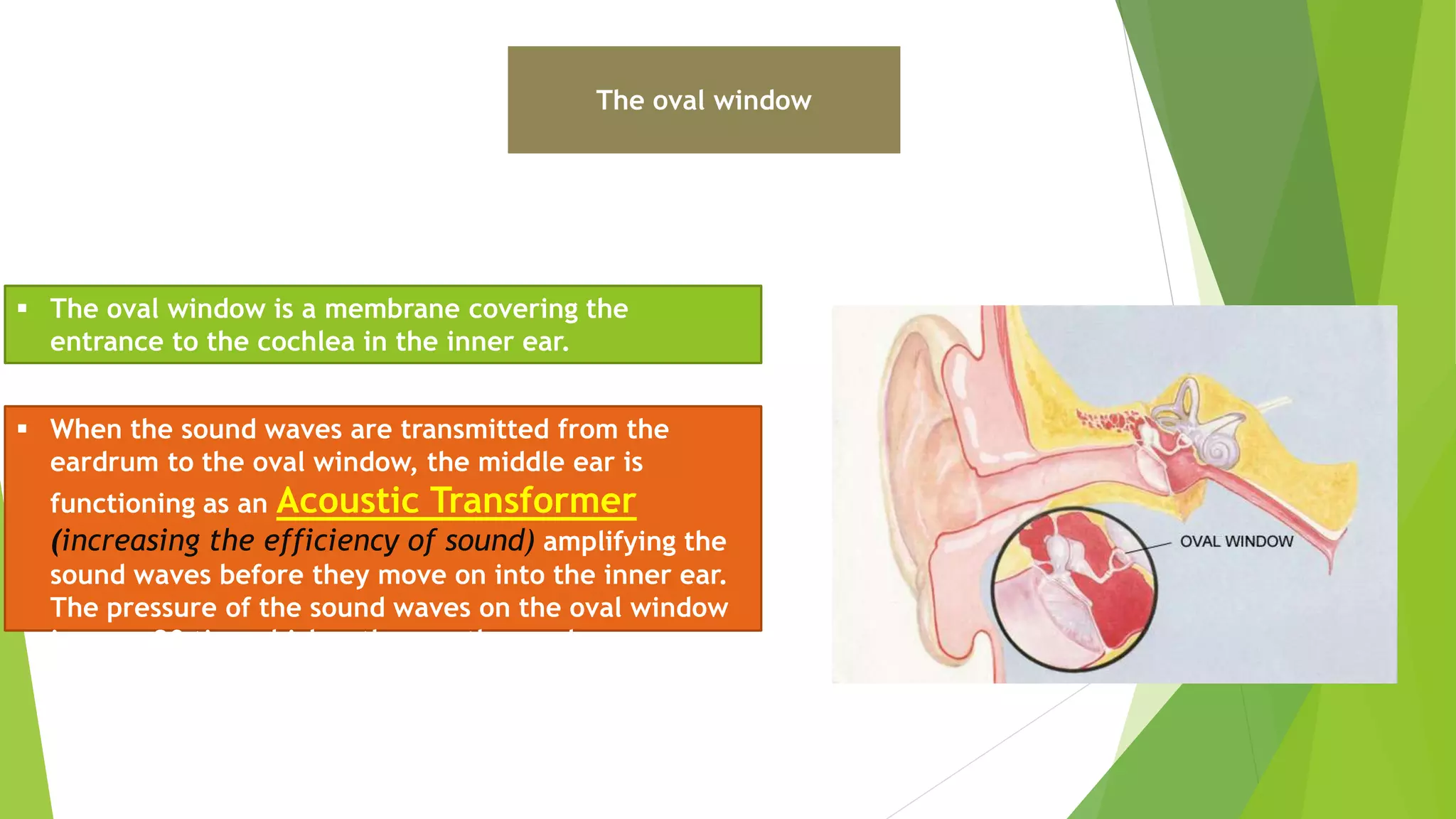 The oval window
 The oval window is a membrane covering the
entrance to the cochlea in the inner ear.
 When the sound waves are transmitted from the
eardrum to the oval window, the middle ear is
functioning as an Acoustic Transformer
(increasing the efficiency of sound) amplifying the
sound waves before they move on into the inner ear.
The pressure of the sound waves on the oval window
is some 20 times higher than on the eardrum.
 