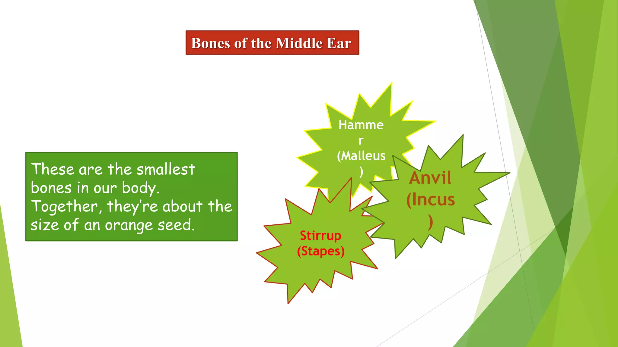Bones of the Middle Ear
Hamme
r
(Malleus
)
Stirrup
(Stapes)
Anvil
(Incus
)
These are the smallest
bones in our body.
Together, they’re about the
size of an orange seed.
 