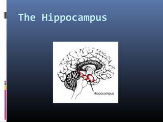 The Hippocampus
 
