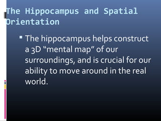 The Hippocampus and Spatial
Orientation
 The hippocampus helps construct
a 3D “mental map” of our
surroundings, and is crucial for our
ability to move around in the real
world.
 