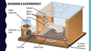SKINNER’S EXPERIMENT
 