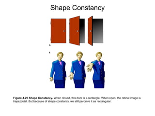 Shape Constancy Grade R Psykofysik | PPTX
