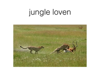 jungle loven
 