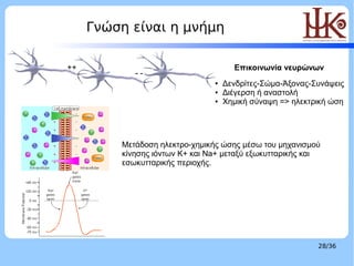 Γνώση είναι η μνήμη                                 LOGO




++                                    Επικοινωνία νευρώνων
  ...