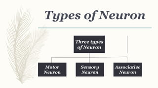 Types of Neuron
Three types
of Neuron
Motor
Neuron
Sensory
Neuron
Associative
Neuron
 