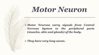 Motor Neuron
 Motor Neurons carry signals from Central
Nervous System to the peripheral parts
(muscles, skin and glands) of the body.
 They have very long axons.
 