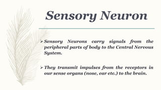 Sensory Neuron
 Sensory Neurons carry signals from the
peripheral parts of body to the Central Nervous
System.
 They transmit impulses from the receptors in
our sense organs (nose, ear etc.) to the brain.
 