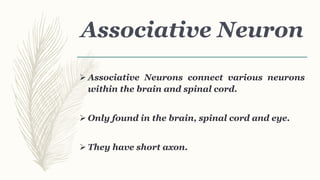 Associative Neuron
 Associative Neurons connect various neurons
within the brain and spinal cord.
 Only found in the brain, spinal cord and eye.
 They have short axon.
 