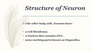 Structure of Neuron
 Like other body cells, Neurons have:
• a Cell Membrane.
• a Nucleus that contains DNA.
• some working parts known as Organelles.
 