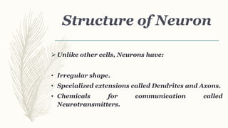 Structure of Neuron
 Unlike other cells, Neurons have:
• Irregular shape.
• Specialized extensions called Dendrites and Axons.
• Chemicals for communication called
Neurotransmitters.
 