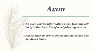 Axon
 An axon carries information away from the cell
body to the dendrites of a neighboring neuron.
 Axons have smooth surfaces and no spines like
dendrites have.
 