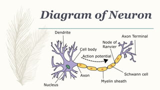 Diagram of Neuron
 