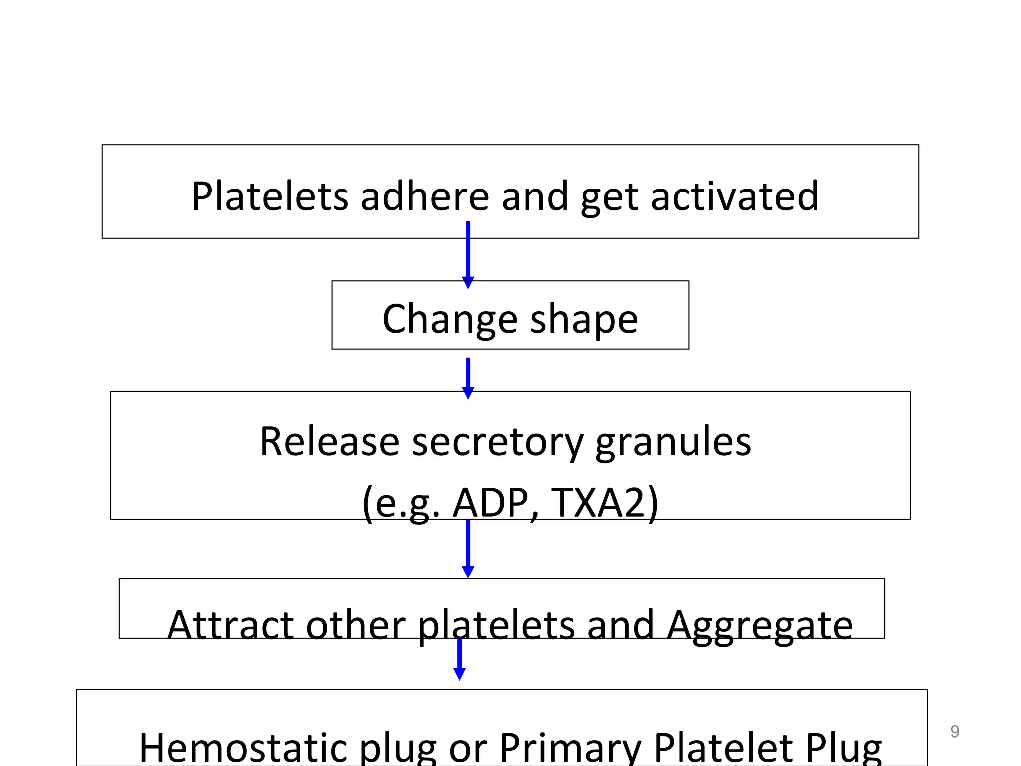 Platelets adhere and get activated  Change shape Release secretory granules  (e.g. ADP, TXA2) Attract other platelets and Aggregate Hemostatic plug or Primary Platelet Plug 