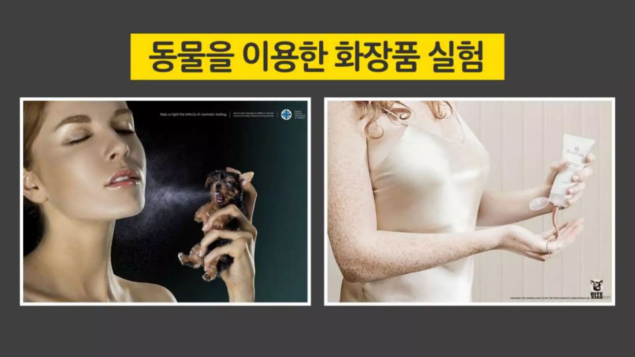 미디어상에서의 동물학대 근절 캠페인