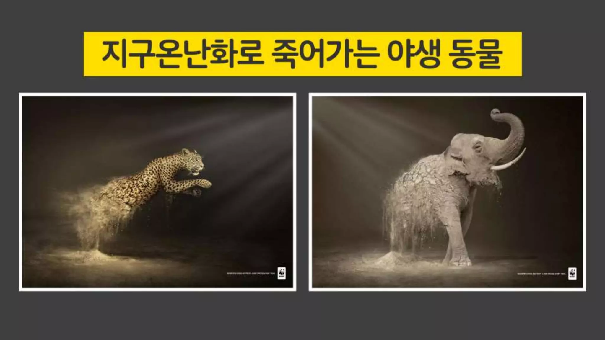 미디어상에서의 동물학대 근절 캠페인