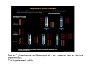Pour les 3 générations ce modèle de duplication est concordant avec les résultats
expérimentaux.
C’est hypothèse est validée
 