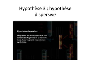Hypothèse	
  3	
  :	
  hypothèse	
  
dispersive	
  
 