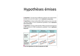 Hypothèses	
  émises	
  
 