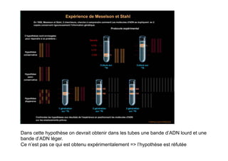 Dans cette hypothèse on devrait obtenir dans les tubes une bande d’ADN lourd et une
bande d’ADN léger.
Ce n’est pas ce qui est obtenu expérimentalement => l’hypothèse est réfutée
 