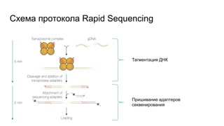 Схема протокола Rapid Sequencing
Тагментация ДНК
Пришивание адаптеров
секвенирования
 