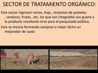 SECTOR DE TRATAMIENTO ORGÁNICO:
Sectorhoja , restantes de podadas
orgánico:
Este sector ingresan ramas,
, verduras, frutas , etc. los que son integrados con guano y
le producto resultante sirve para el parquisado público.
Esto se mezcla formando compost o mejor dicho un
mejorador de suelo

 