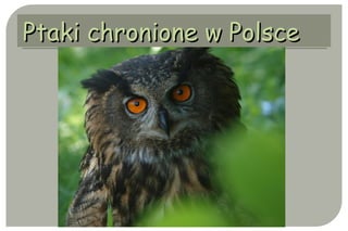 Ptaki chronione w PolscePtaki chronione w Polsce
 