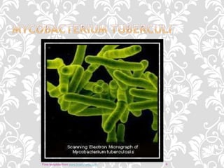 4Free template from www.brainybetty.com
 