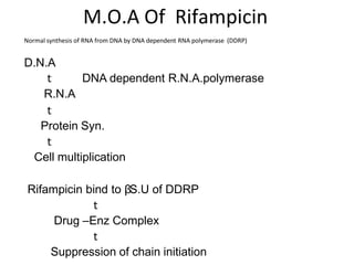 M.O.A Of Rifampicin
Normal synthesis of RNA from DNA by DNA dependent RNA polymerase (DDRP)
D.N.A
𝗍 DNA dependent R.N.A.polymerase
R.N.A
𝗍
Protein Syn.
𝗍
Cell multiplication
Rifampicin bind to βS.U of DDRP
𝗍
Drug –Enz Complex
𝗍
Suppression of chain initiation
 