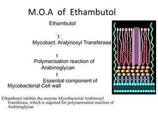 M.O.A of Ethambutol
Ethambutol
𝗍
Mycobact. Arabinosyl Transferase
𝗍
Polymerisation reaction of
Arabinoglycan
𝗍
Essential component of
Mycobacterial Cell wall
Ethambutol inhibits the enzyme Mycobacterial Arabinosyl
Transferase, which is required for polymerisation reaction of
Arabinoglycan
 