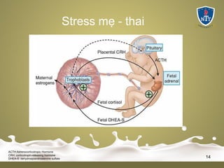 ACTH:Adrenocorticotropic Hormone
CRH: corticotropin-releasing hormone
DHEA-S: dehydroepiandrosterone sulfate 14
Stress mẹ - thai
 