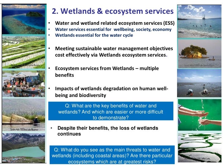 2. Wetlands & ecosystem services•