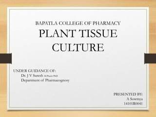 BAPATLA COLLEGE OF PHARMACY
PLANT TISSUE
CULTURE
UNDER GUIDANCE OF:
Dr. J V Suresh M.Pharm PhD
Department of Pharmacognosy
PRESENTED BY:
A Sowmya
14101R0041
 