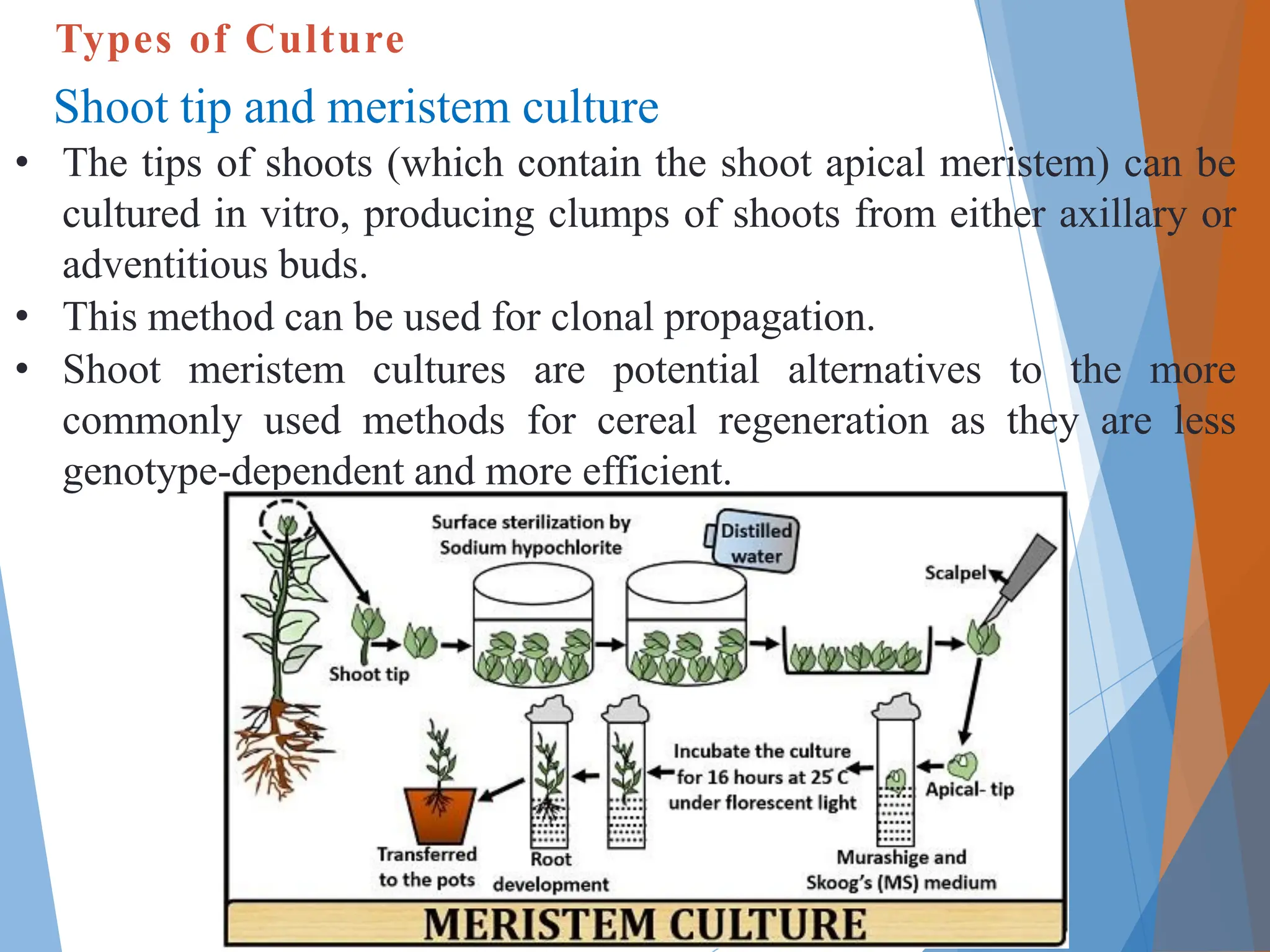 plant tissue culture techniques in education | PDF