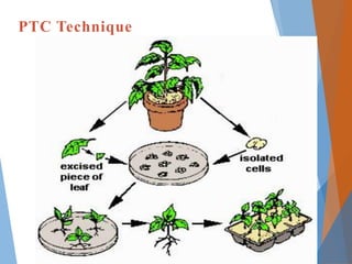 plant tissue culture techniques in education | PDF