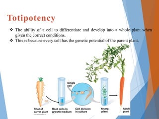 plant tissue culture techniques in education | PDF