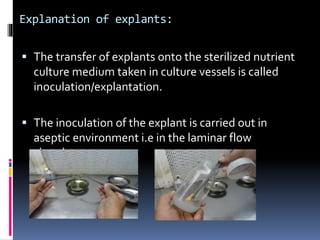 Introduction to Plant Tissue Culture | PPTX