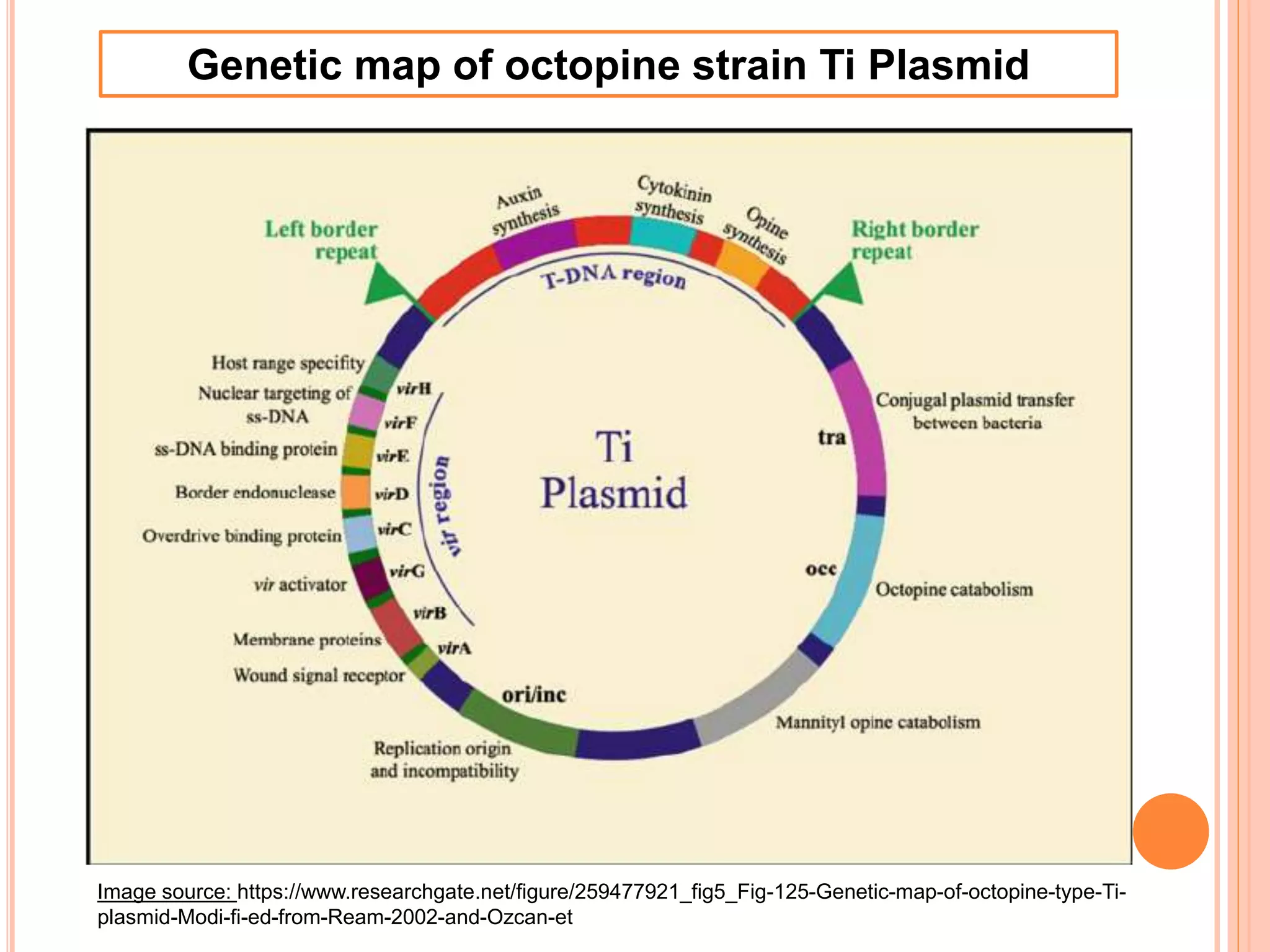 Genetic map of octopine strain Ti Plasmid
Image source: https://www.researchgate.net/figure/259477921_fig5_Fig-125-Genetic-map-of-octopine-type-Ti-
plasmid-Modi-fi-ed-from-Ream-2002-and-Ozcan-et
 