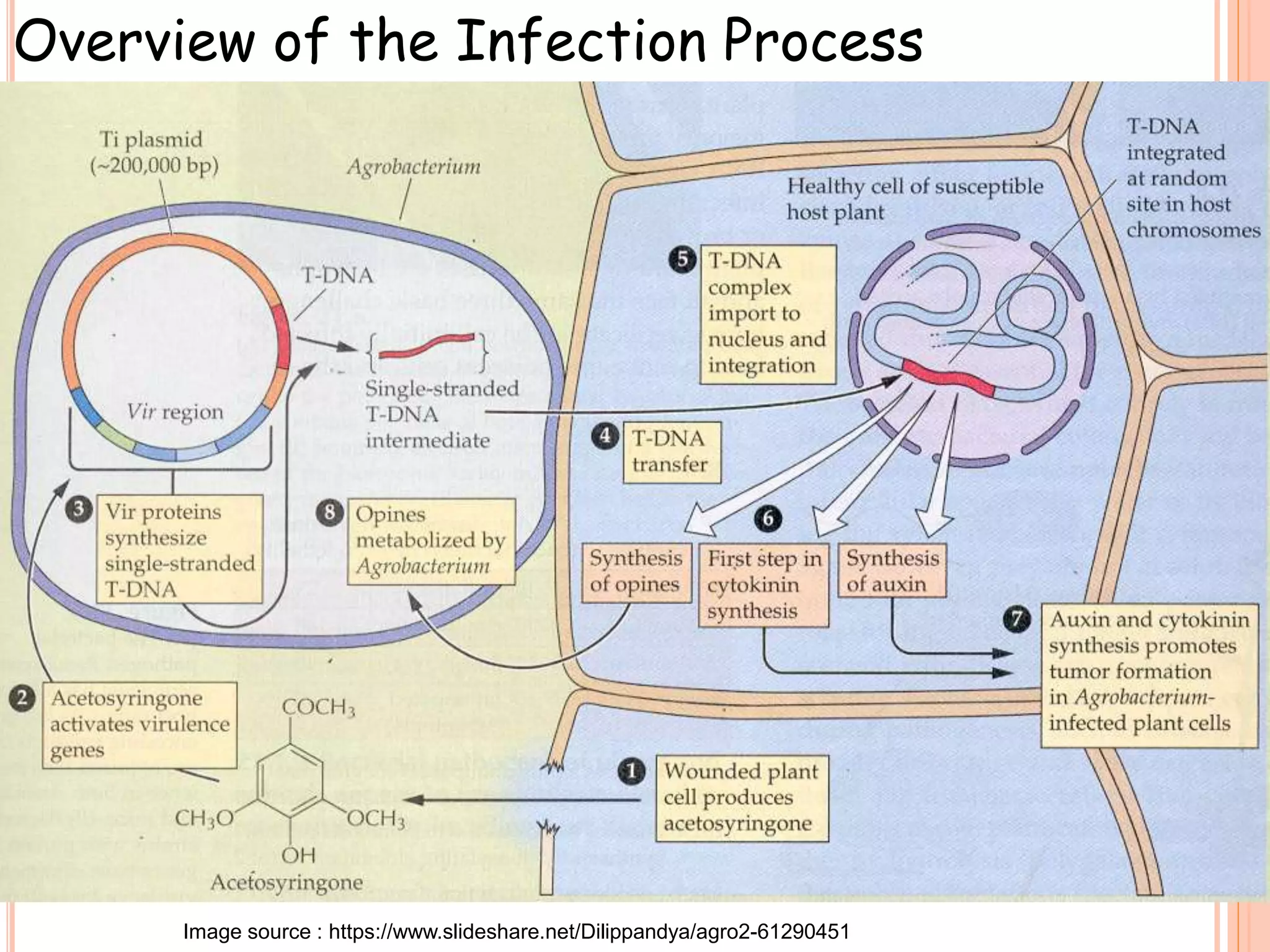 Overview of the Infection Process
Image source : https://www.slideshare.net/Dilippandya/agro2-61290451
 