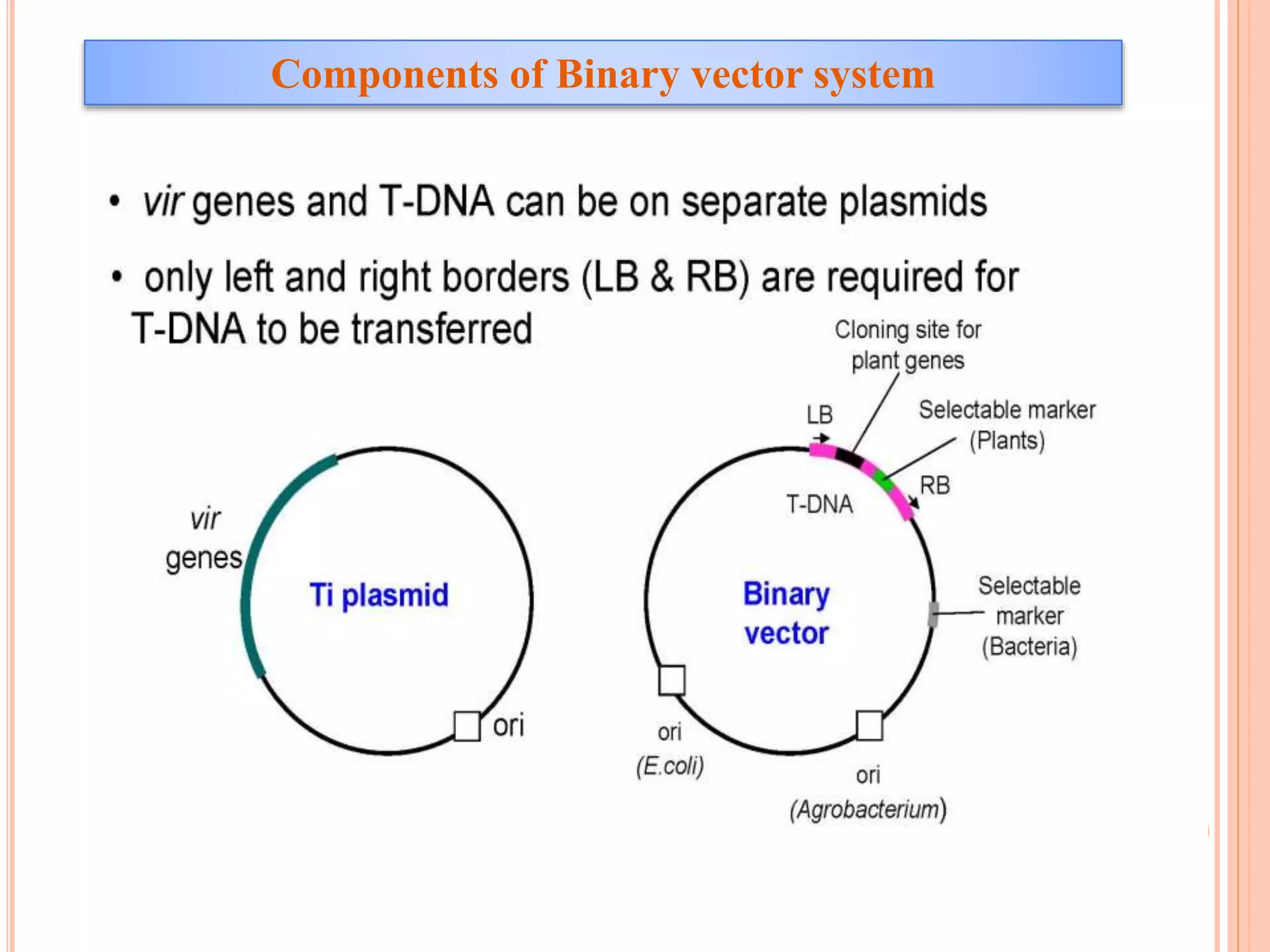 Components of Binary vector system
 