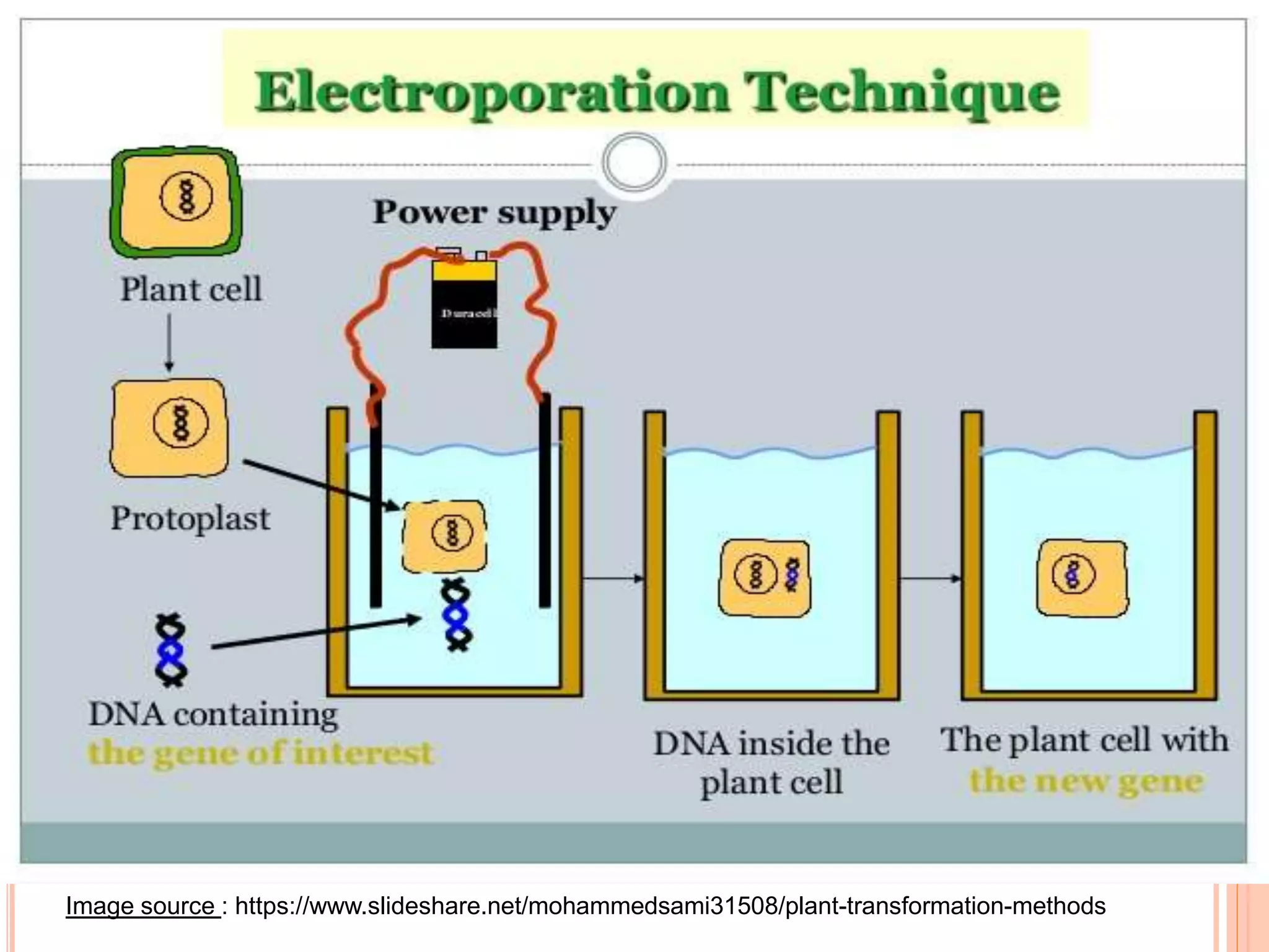 Image source : https://www.slideshare.net/mohammedsami31508/plant-transformation-methods
 