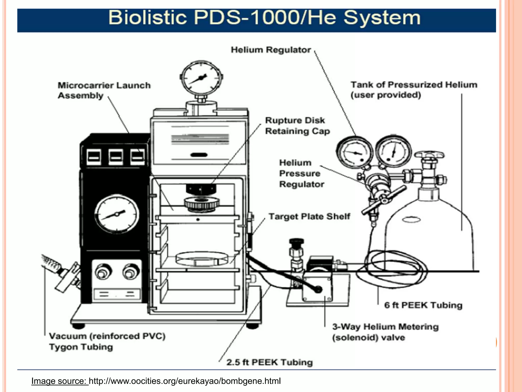 Image source: http://www.oocities.org/eurekayao/bombgene.html
 