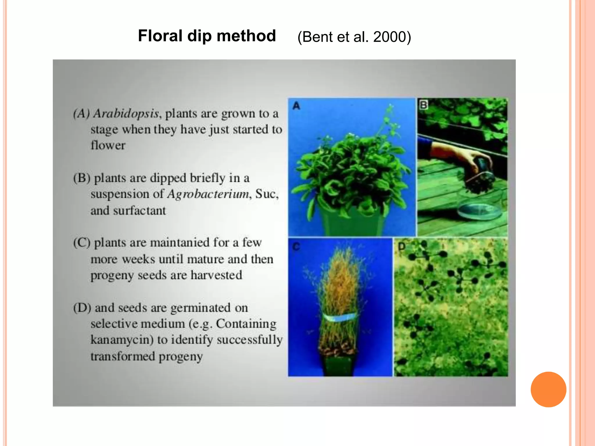 Floral dip method (Bent et al. 2000)
 