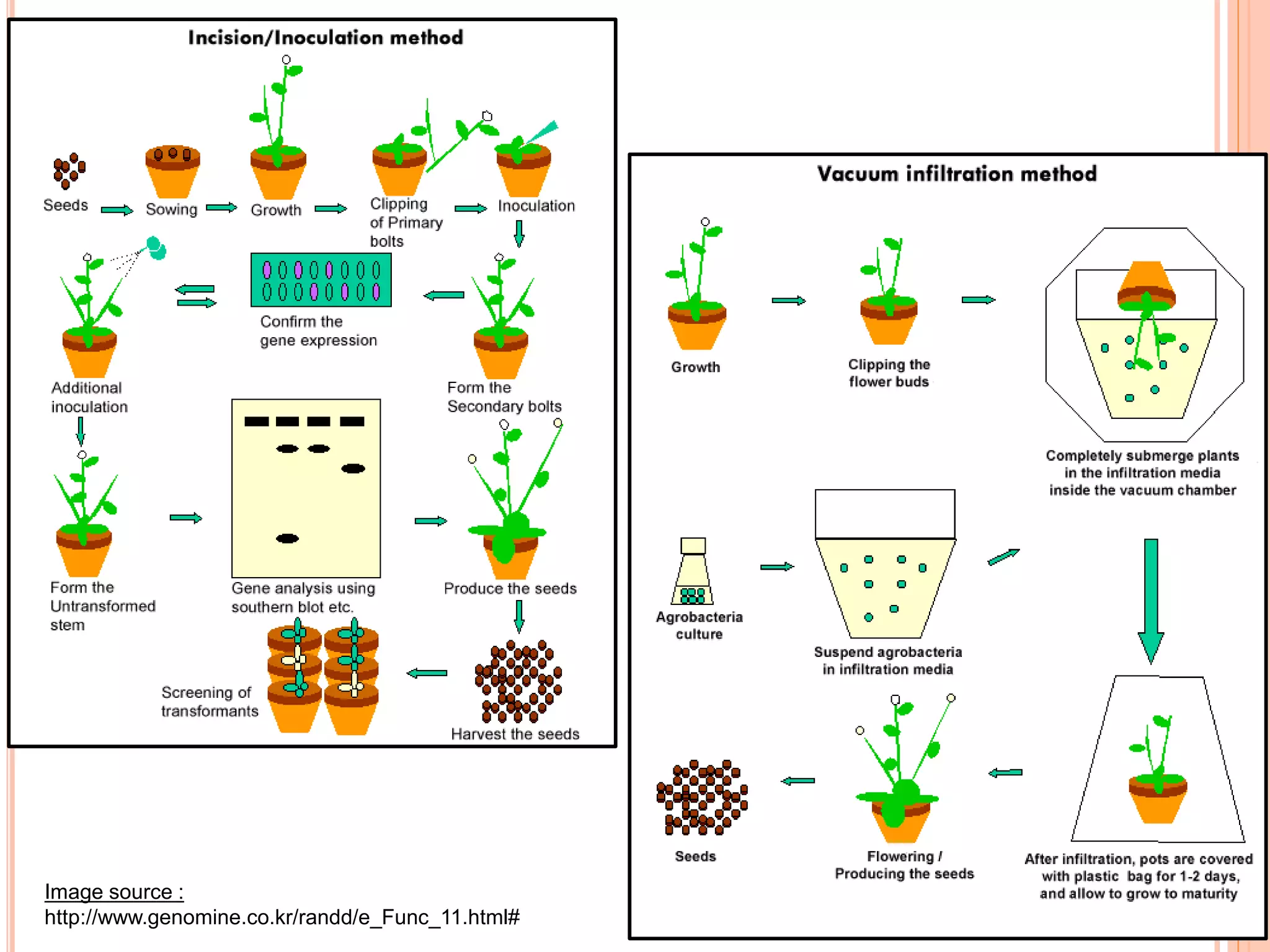 Image source :
http://www.genomine.co.kr/randd/e_Func_11.html#
 