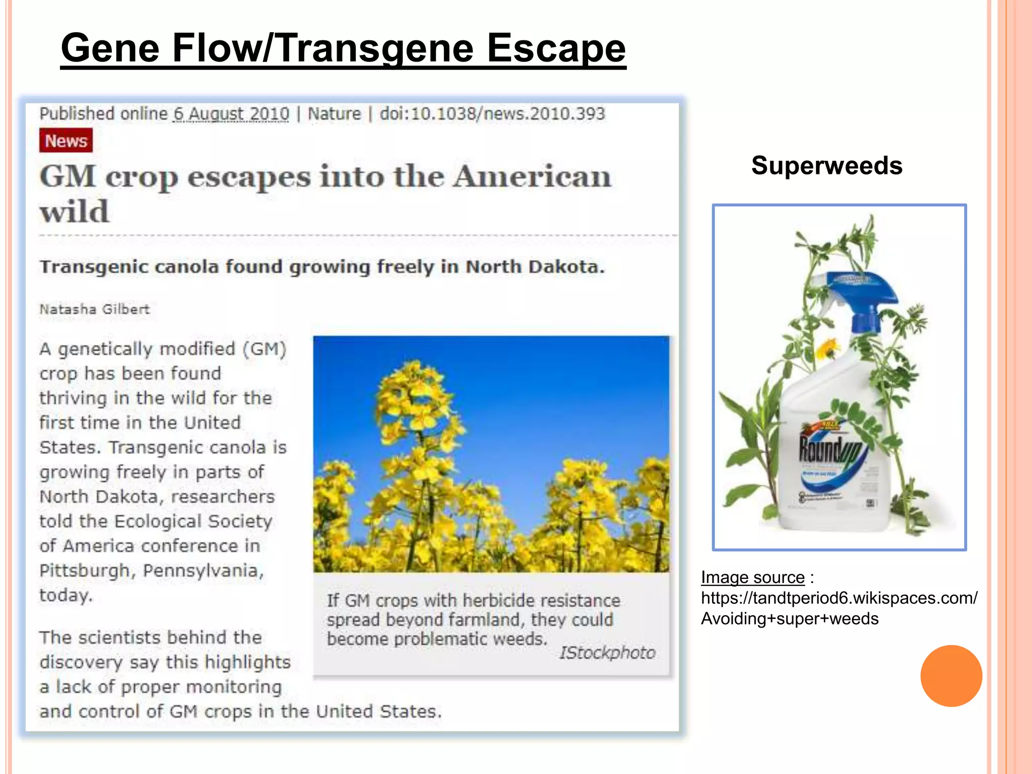 Gene Flow/Transgene Escape
Superweeds
Image source :
https://tandtperiod6.wikispaces.com/
Avoiding+super+weeds
 