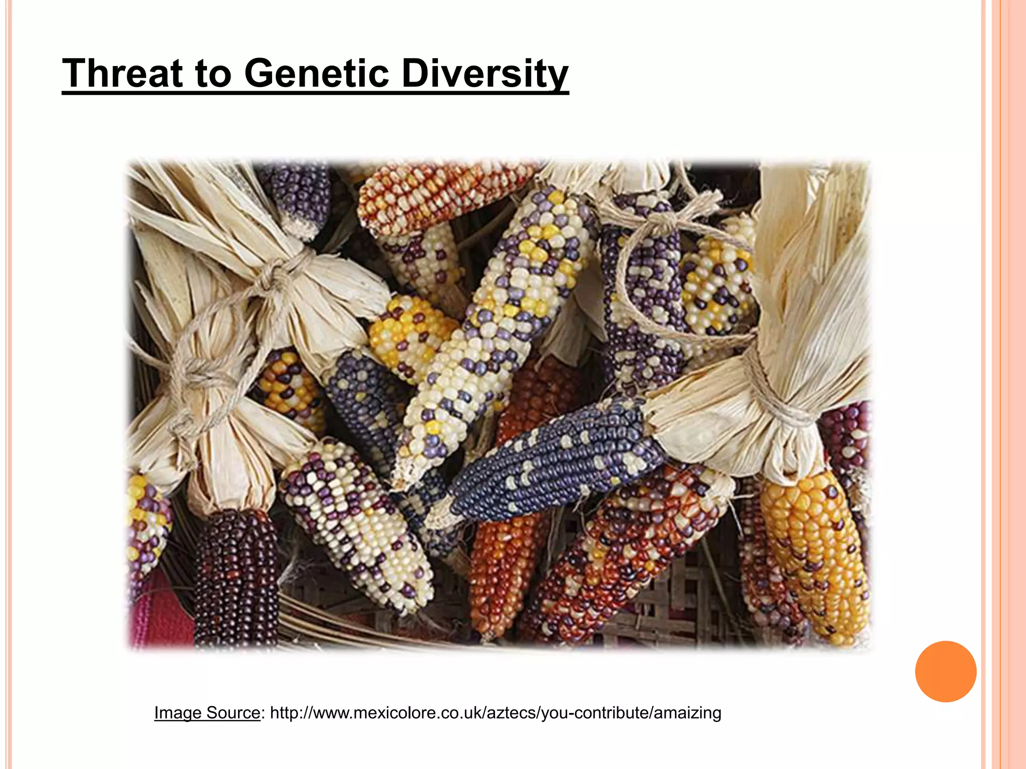 Threat to Genetic Diversity
Image Source: http://www.mexicolore.co.uk/aztecs/you-contribute/amaizing
 