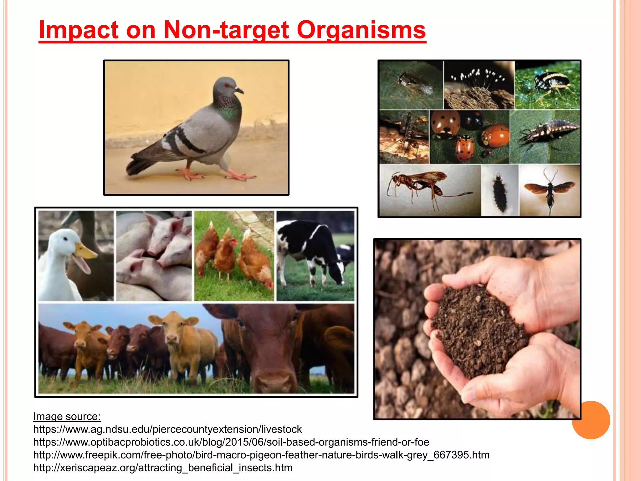 Impact on Non-target Organisms
Image source:
https://www.ag.ndsu.edu/piercecountyextension/livestock
https://www.optibacprobiotics.co.uk/blog/2015/06/soil-based-organisms-friend-or-foe
http://www.freepik.com/free-photo/bird-macro-pigeon-feather-nature-birds-walk-grey_667395.htm
http://xeriscapeaz.org/attracting_beneficial_insects.htm
 