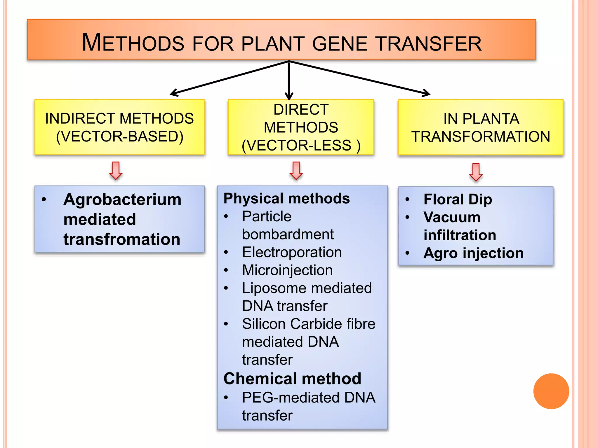 METHODS FOR PLANT GENE TRANSFER
INDIRECT METHODS
(VECTOR-BASED)
DIRECT
METHODS
(VECTOR-LESS )
• Agrobacterium
mediated
transfromation
IN PLANTA
TRANSFORMATION
Physical methods
• Particle
bombardment
• Electroporation
• Microinjection
• Liposome mediated
DNA transfer
• Silicon Carbide fibre
mediated DNA
transfer
Chemical method
• PEG-mediated DNA
transfer
• Floral Dip
• Vacuum
infiltration
• Agro injection
 